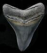 Colorful, Serrated Megalodon Tooth #32836-2